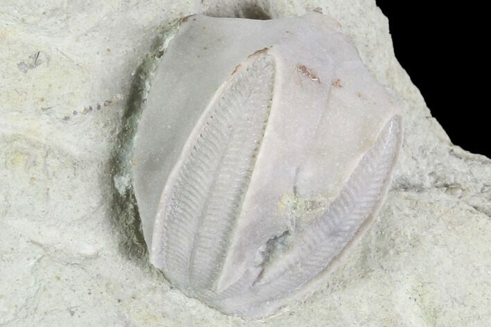 Blastoid (Pentremites) Fossil - Illinois #102272